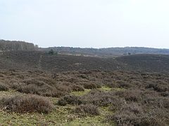 P1020929 Veluwe Posbank